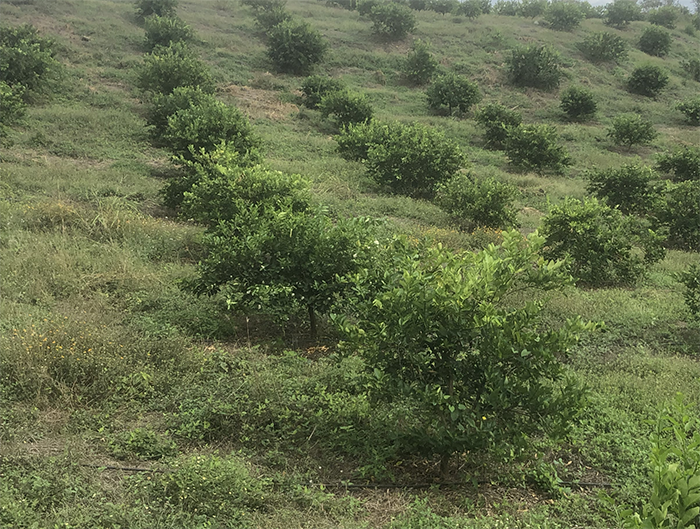 LIMES FARM LIMES FARM