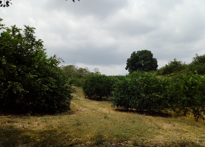 HUERTA_2