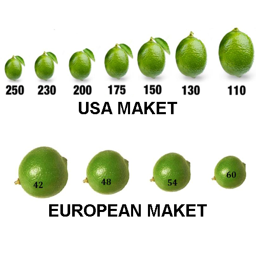 SIZES SIZES