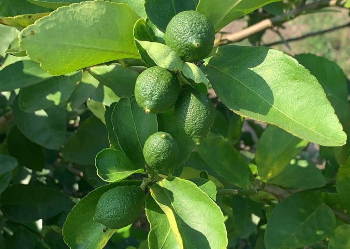 ZOOM_LIMES_3 ZOOM_LIMES_3
